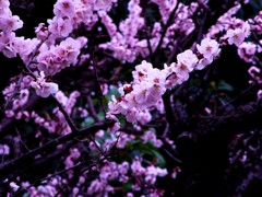 sakura2