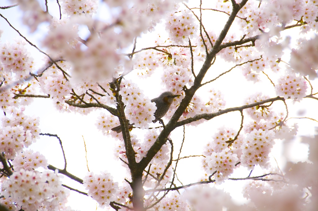 桜