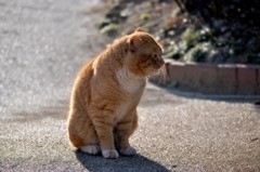 哀愁の猫