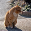 哀愁の猫