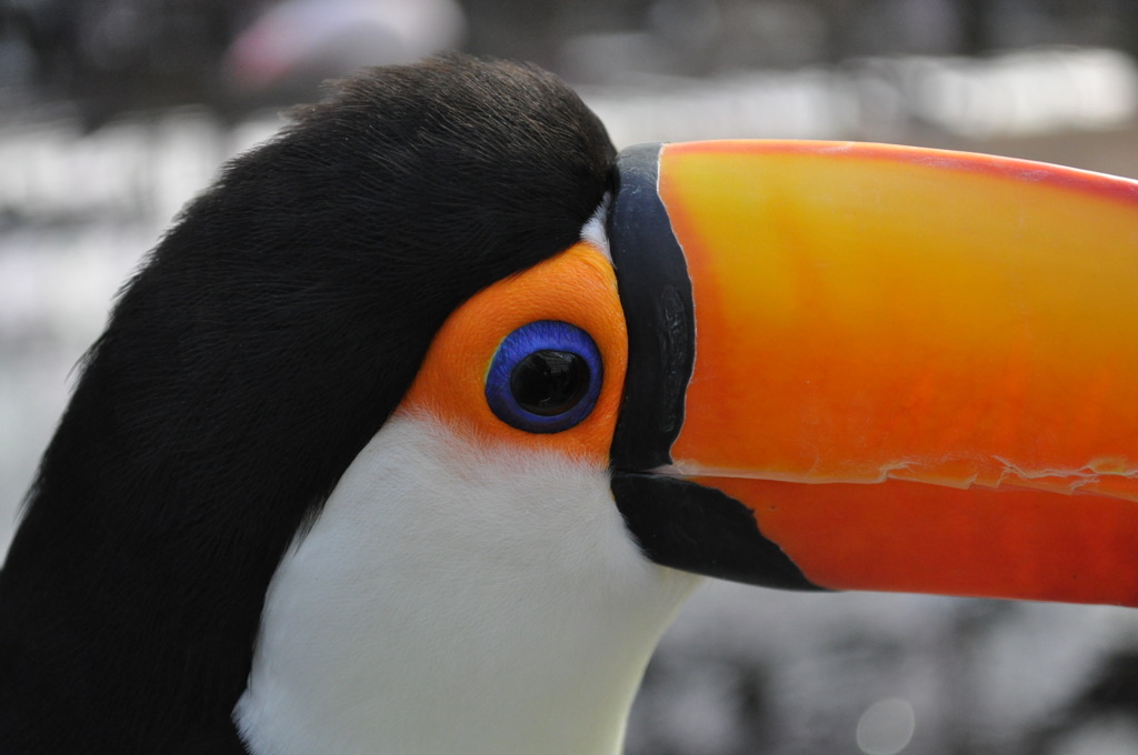 左腕に鳥、片手で撮り。