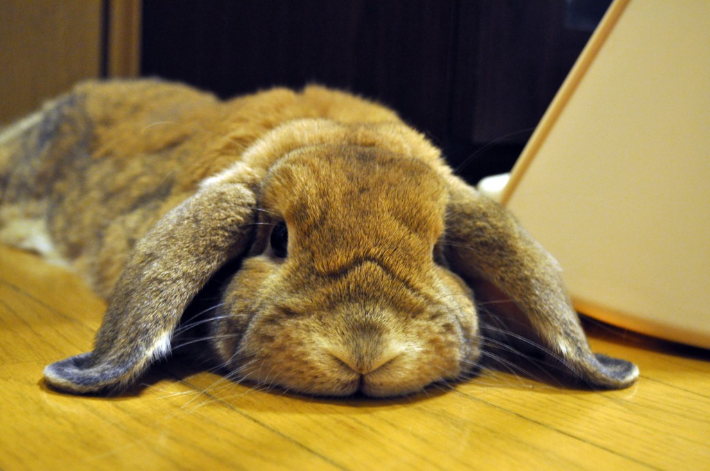 たいくつ