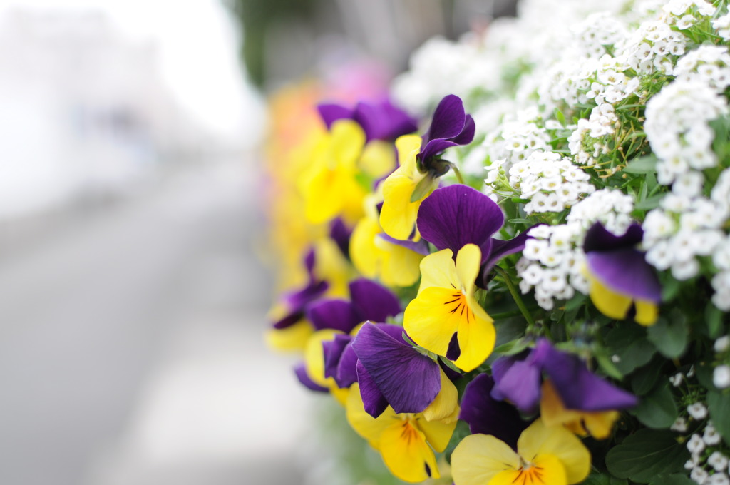flower 壱