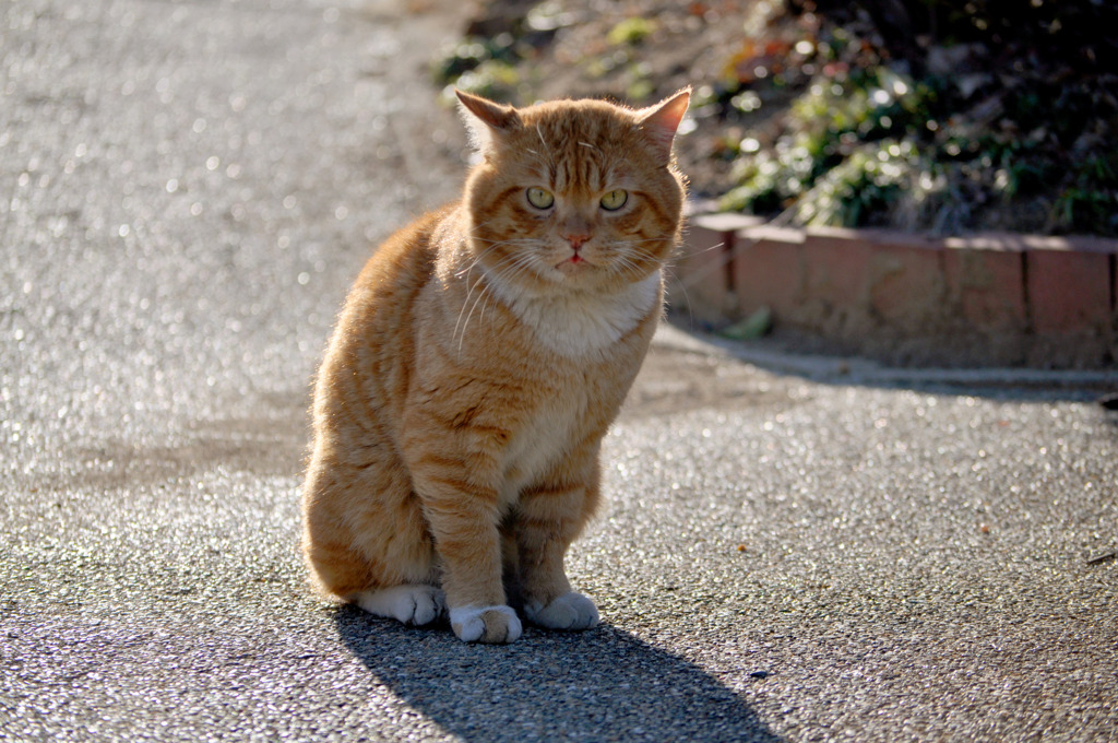 続、哀愁の猫。　〜振り向けば〜