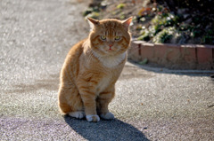 続、哀愁の猫。　〜振り向けば〜