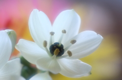 黒い雌蕊