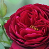 Classic Roses