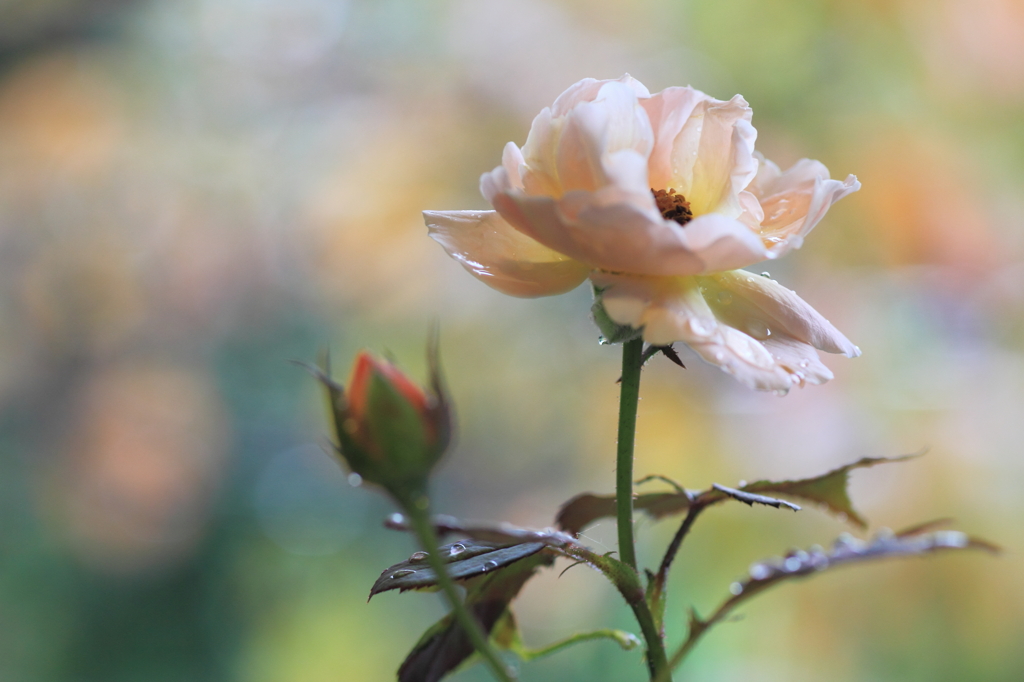 雨に咲く薔薇Ⅱ