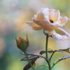 雨に咲く薔薇Ⅱ