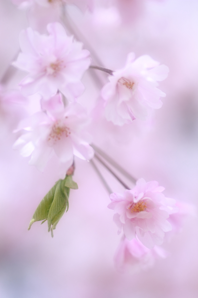 夢桜