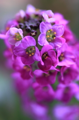 sweet smelling