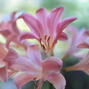 夏華