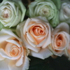 It rose flow