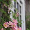 薔薇窓