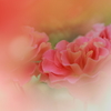 薔薇色のメヌエット