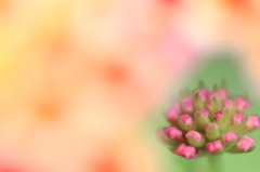 花窓から