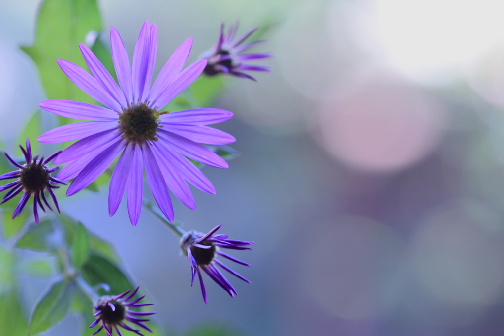 Wild chrysanthemun