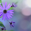 Wild chrysanthemun