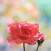 雨に咲く薔薇