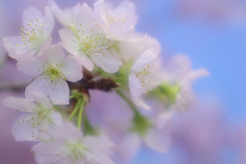 桜花