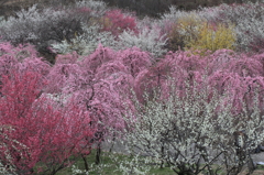 花色満載