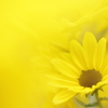 Shining yellow