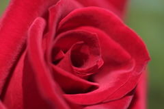 情熱の薔薇