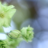 御衣黄の開花