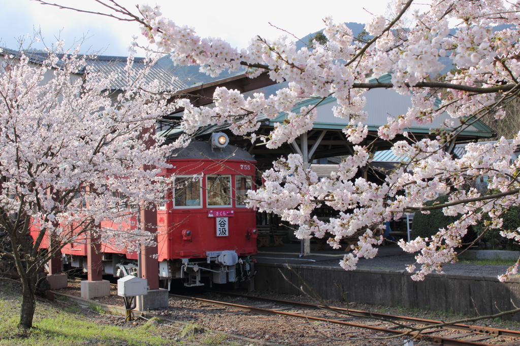 名鉄スカーレットと桜