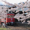 名鉄スカーレットと桜