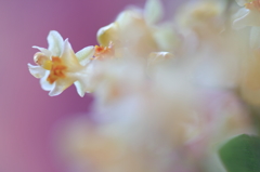 芳香花の妖精