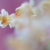 芳香花の妖精