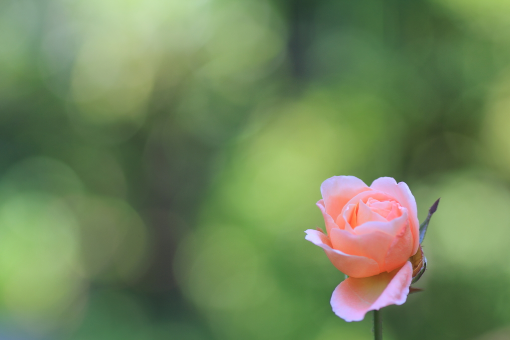 Pink Stream