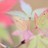 夢紅葉