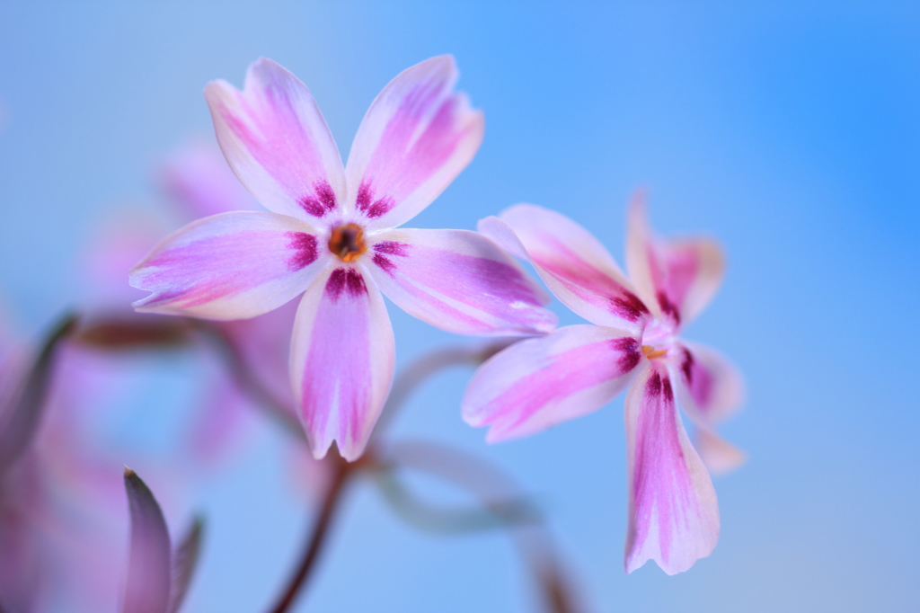 もうひとつの桜