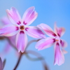 もうひとつの桜