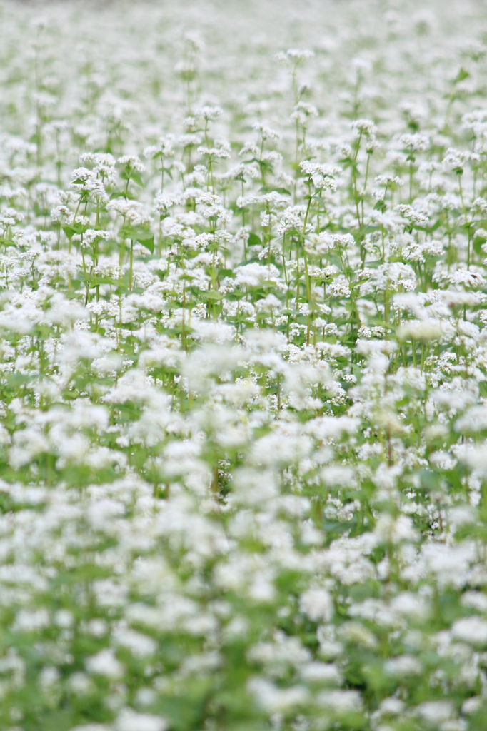そばの花満開Ⅰ