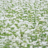 そばの花満開Ⅰ