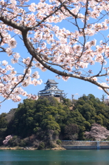 犬山城 と桜