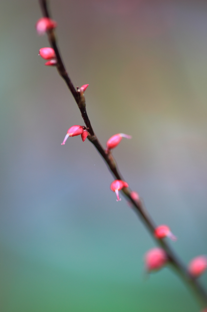 水引草