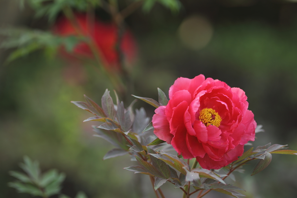 深見草