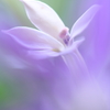優華に憧華