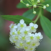 Five petal