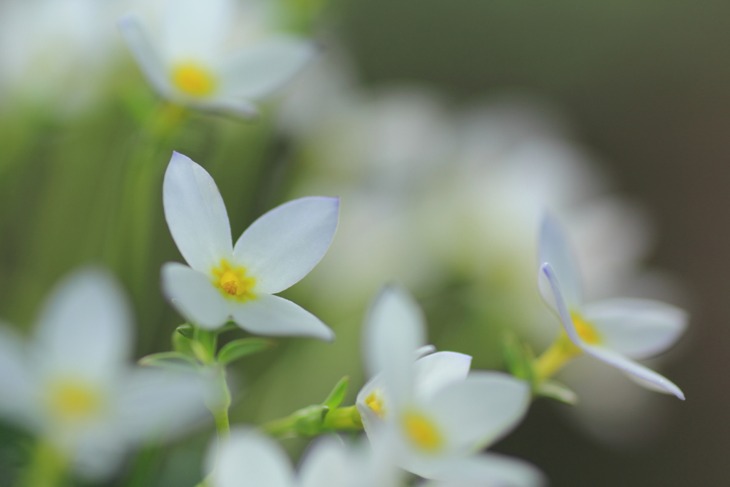 WHITE BREATH