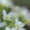 WHITE BREATH