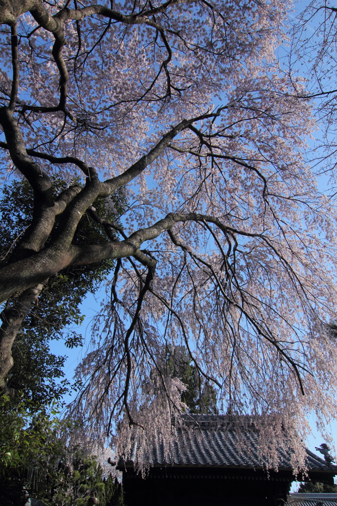 桜雨