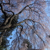 桜雨