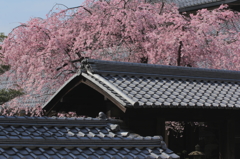 日本瓦と枝垂れ桜