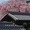 日本瓦と枝垂れ桜