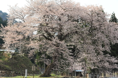 ３００年の風格